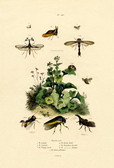 Homoptera by French School